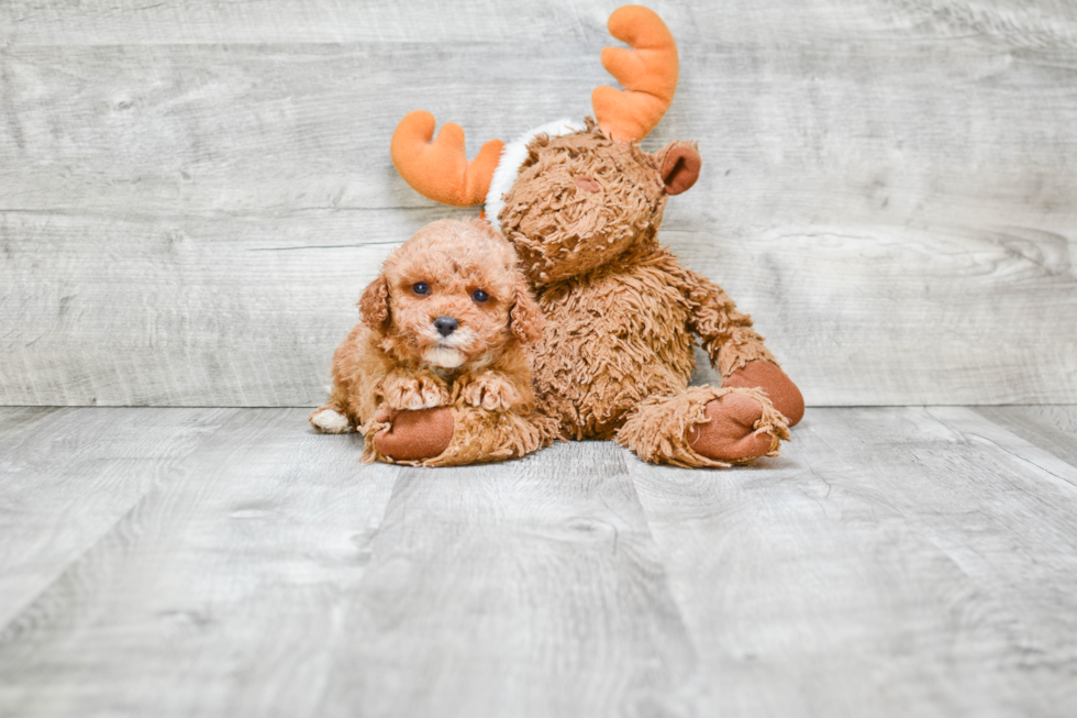 Best Cavapoo Baby