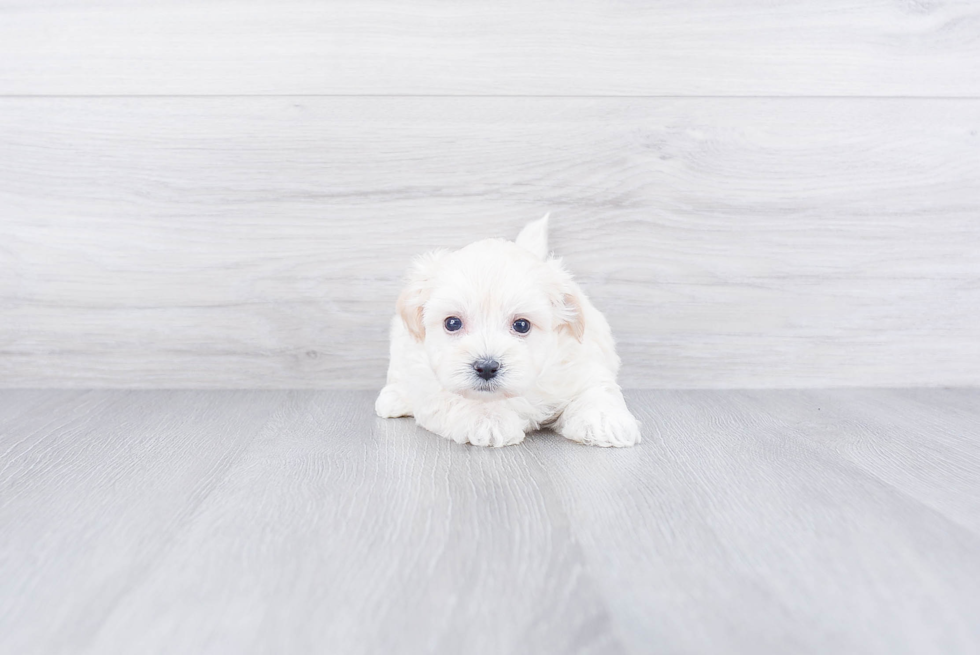 Sweet Maltipoo Baby