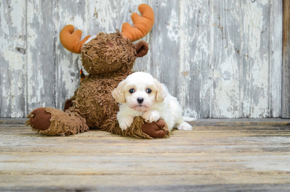 Fluffy Cavachon Designer Pup