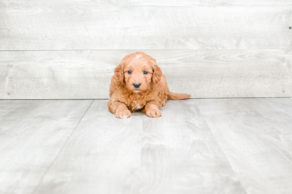 Energetic Golden Retriever Poodle Mix Puppy