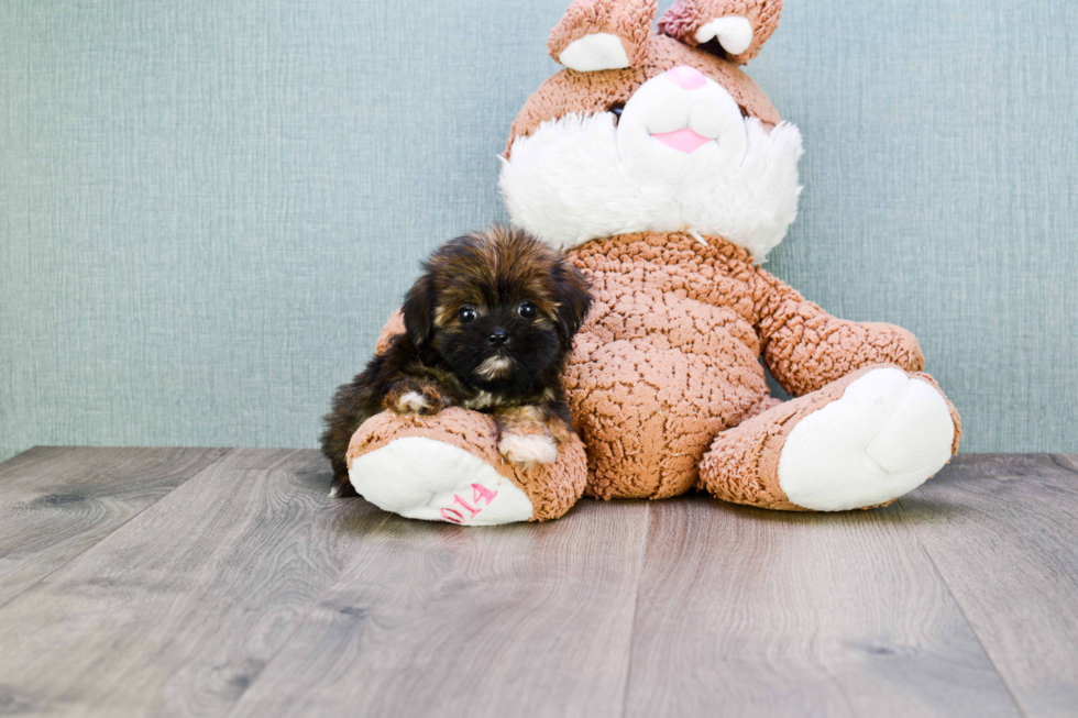 Fluffy Shorkie Designer Pup