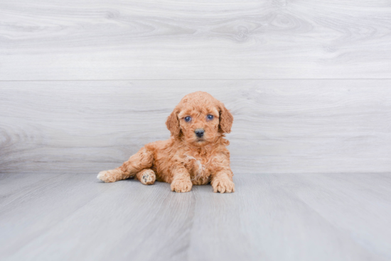 Popular Cockapoo Poodle Mix Pup