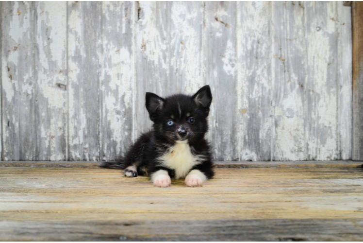 Best Pomsky Baby