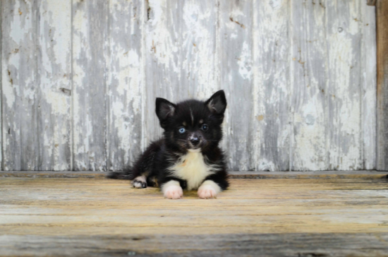 Best Pomsky Baby