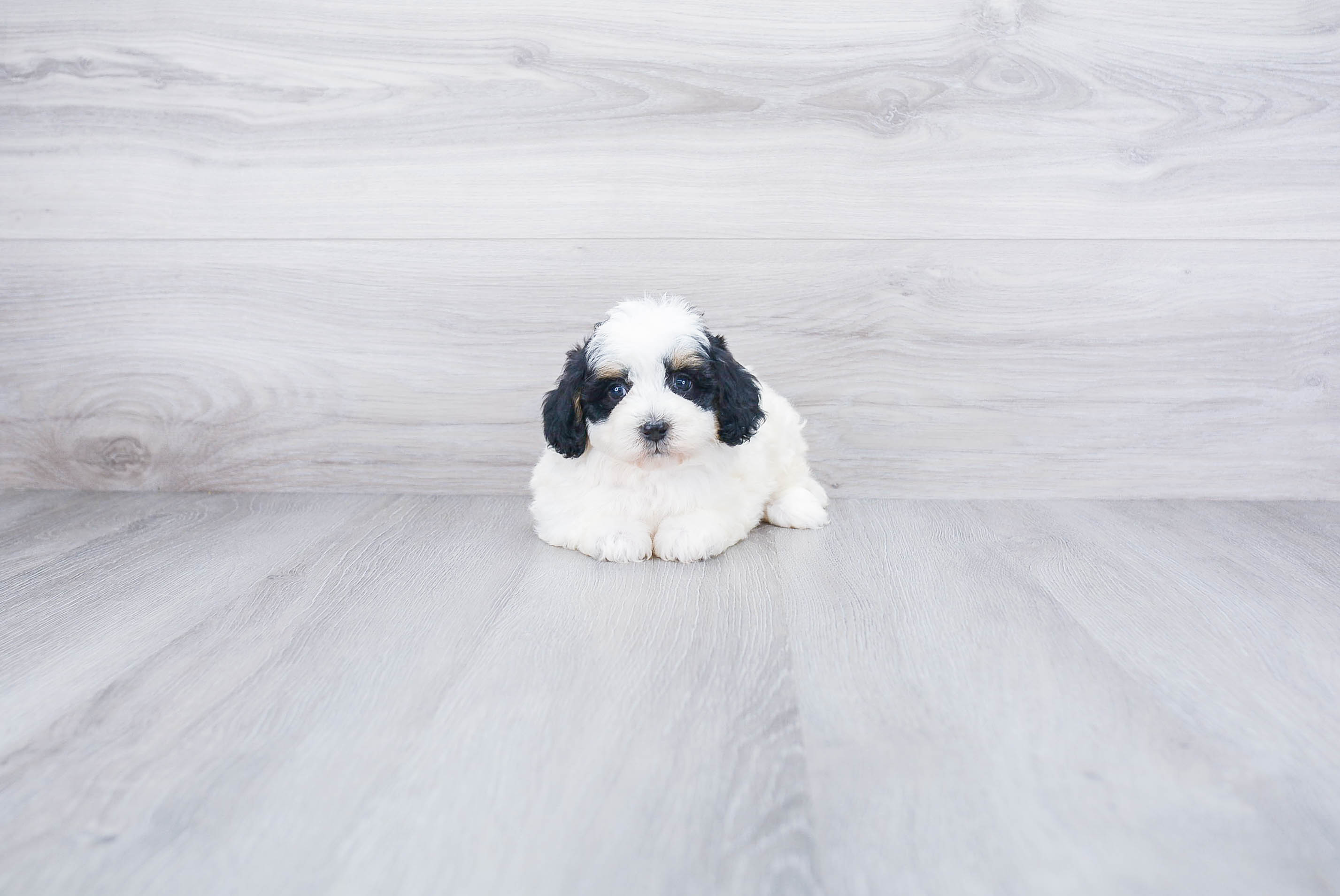 Best Mini Bernedoodle Baby