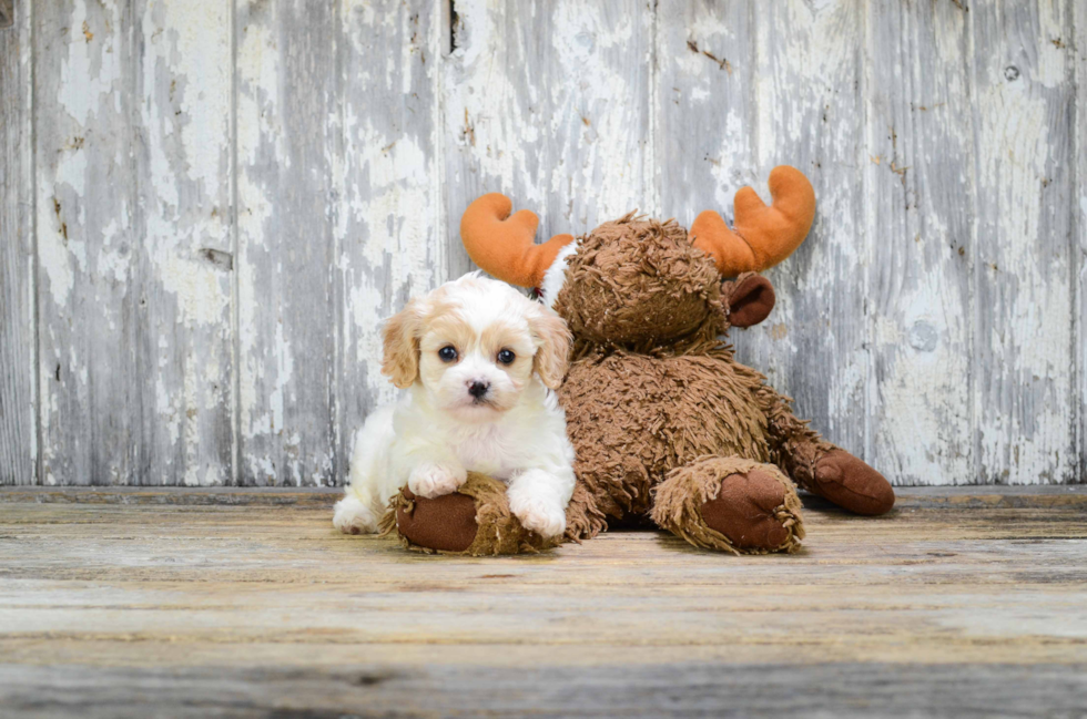 Smart Cavachon Designer Pup