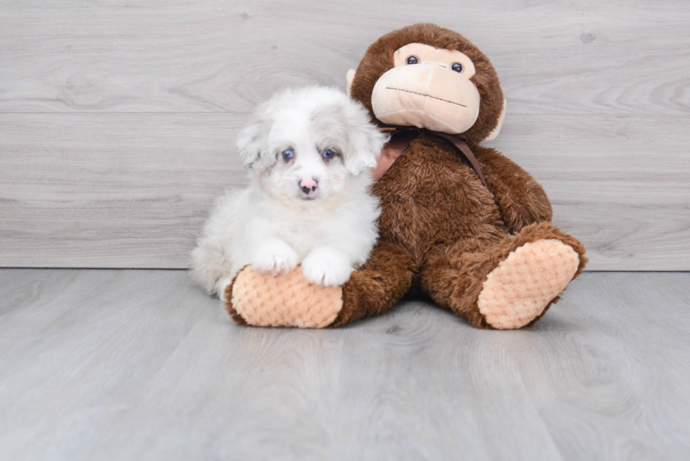 Mini Aussiedoodle Pup Being Cute