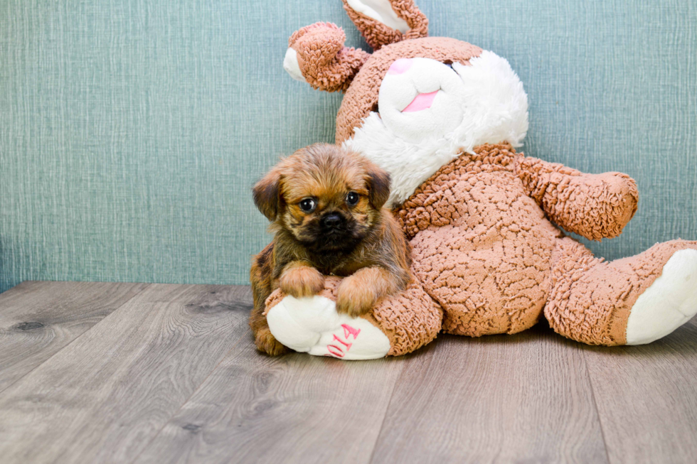 Brussels Griffon Puppy for Adoption