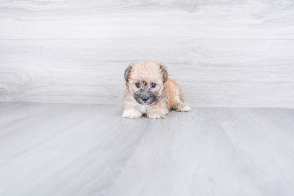 Morkie Pup Being Cute