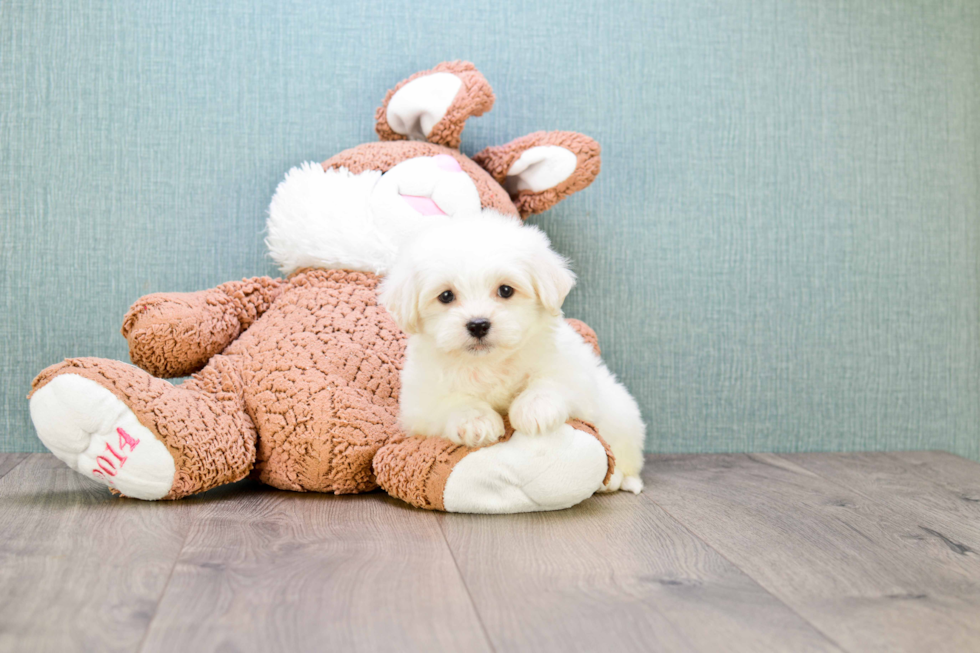 Energetic Maltese Poodle Poodle Mix Puppy