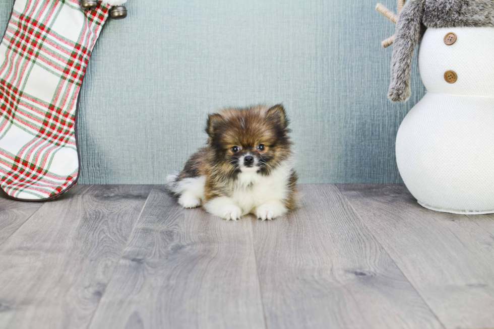 Fluffy Pomeranian Purebred Puppy