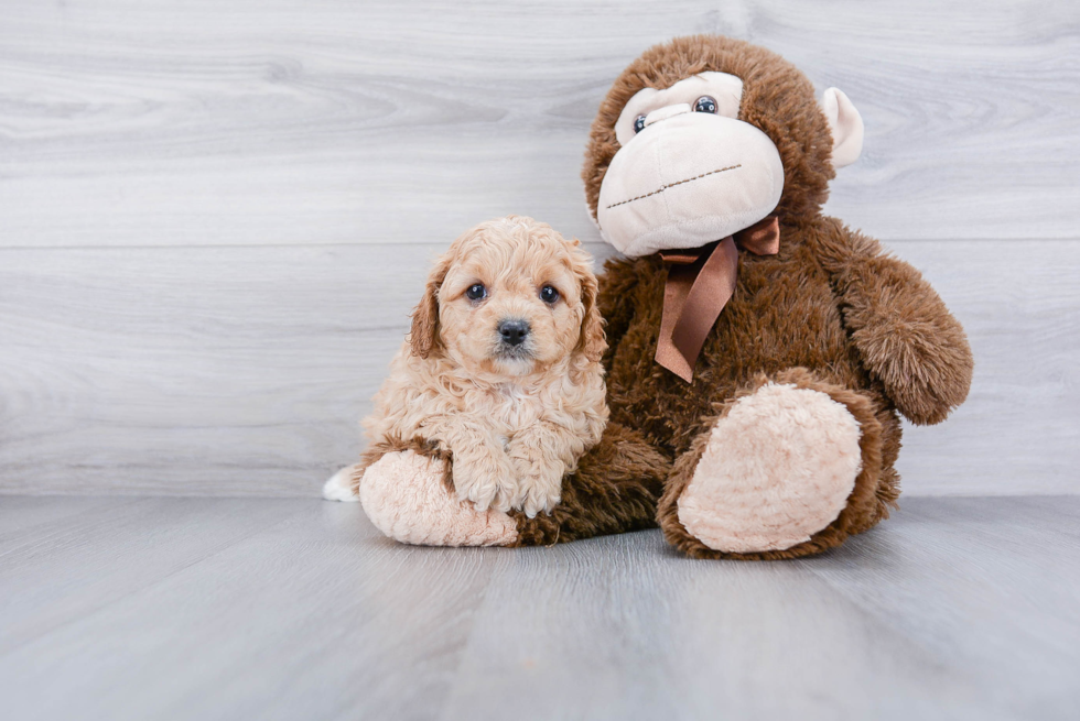 Best Cavapoo Baby