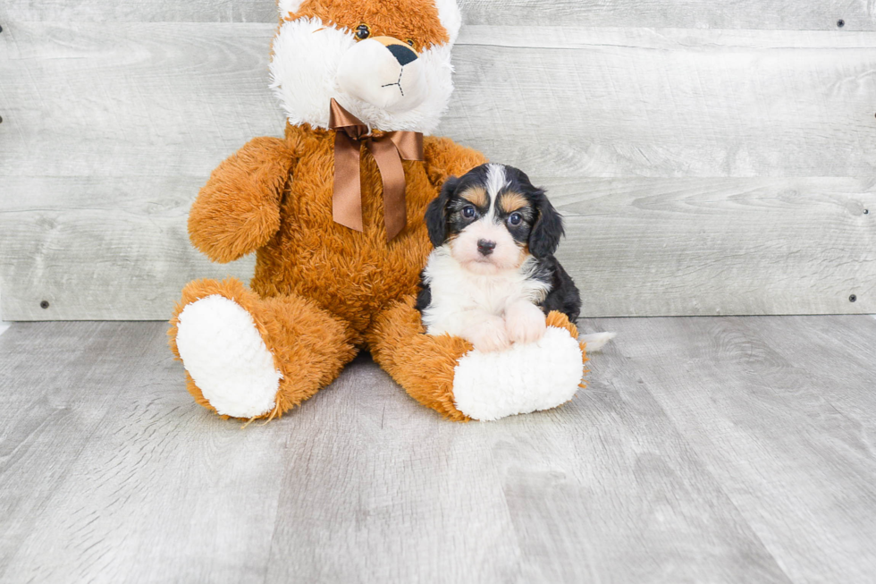 Best Cavachon Baby