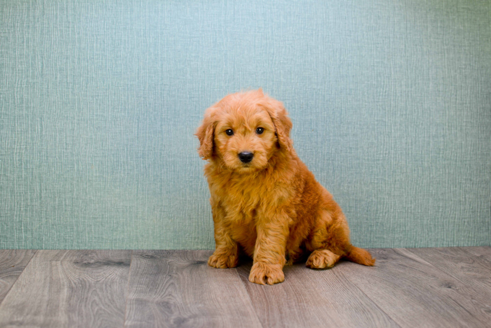 Mini Goldendoodle Puppy for Adoption