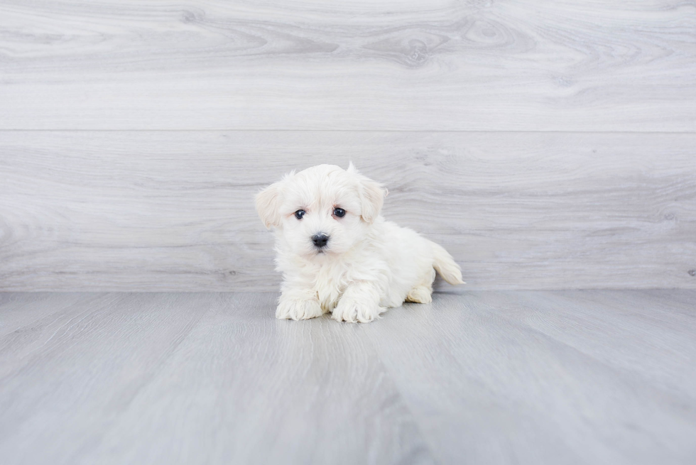 Maltipoo Puppy for Adoption