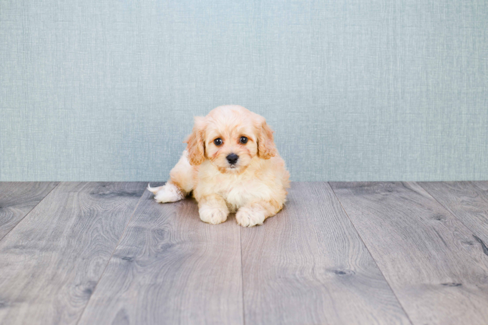 Small Cavachon Baby