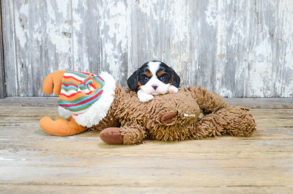 Cavalier King Charles Spaniel Pup Being Cute