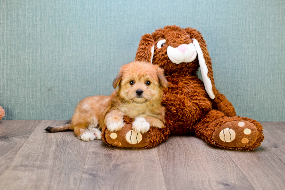 Small Morkie Baby