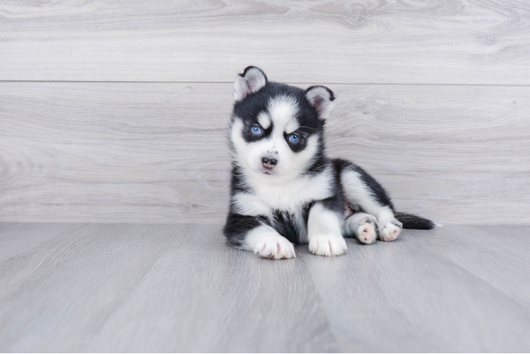 Pomsky Pup Being Cute