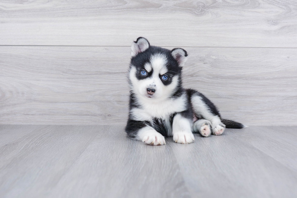 Pomsky Pup Being Cute