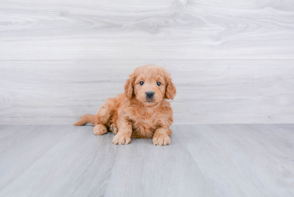 Mini Goldendoodle Puppy for Adoption