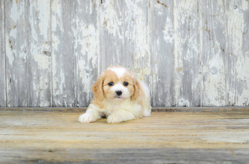 Popular Cavachon Designer Pup