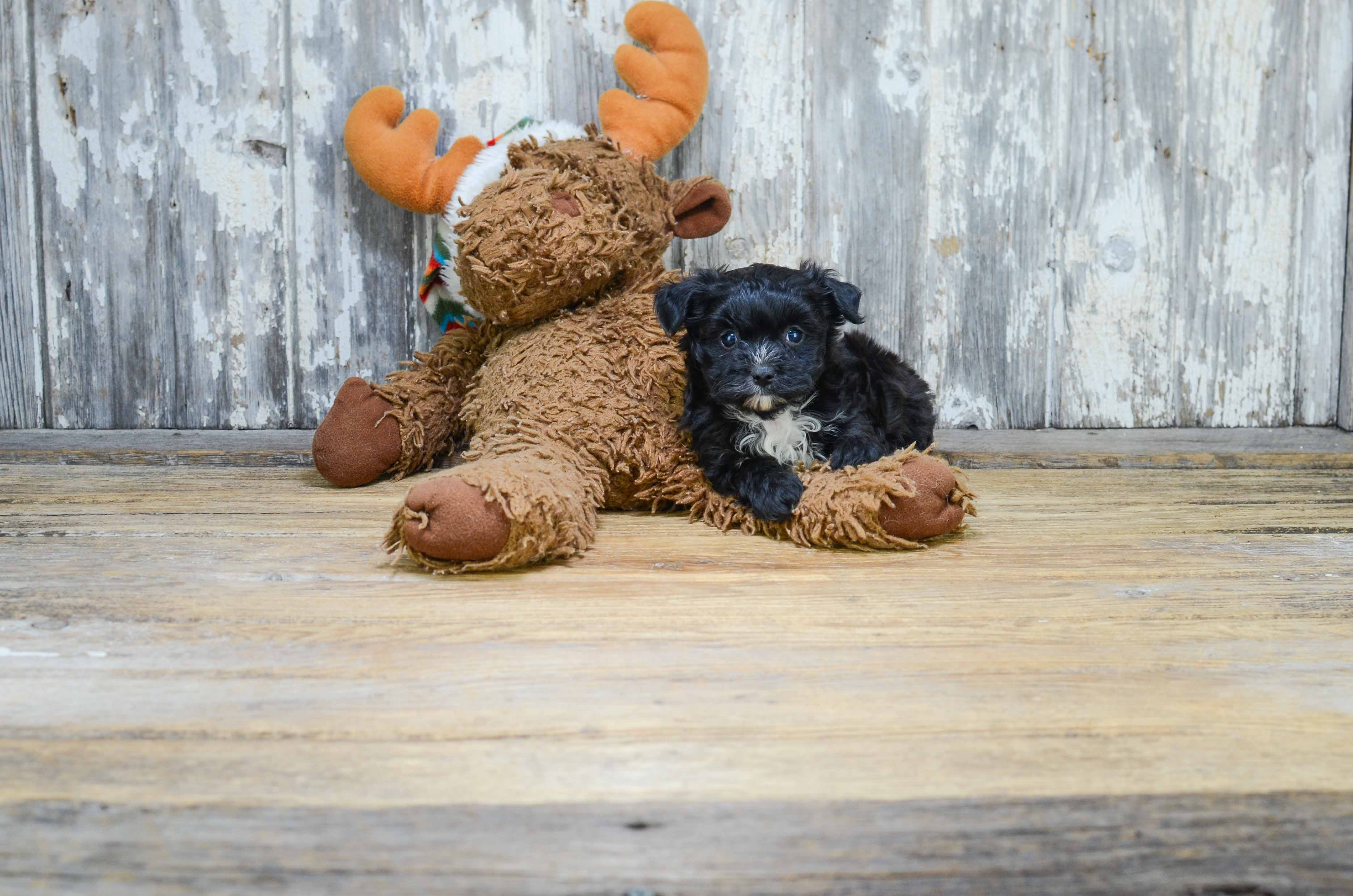 Best Morkie Baby