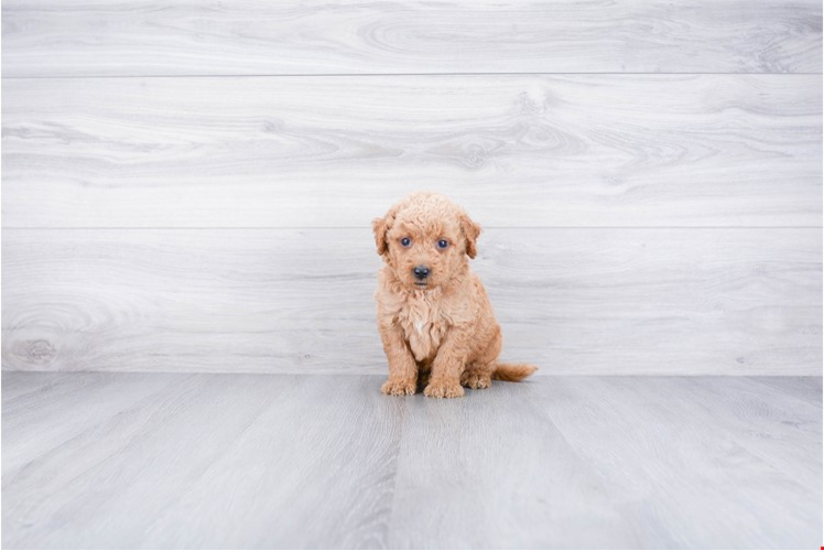 Mini Goldendoodle Puppy for Adoption