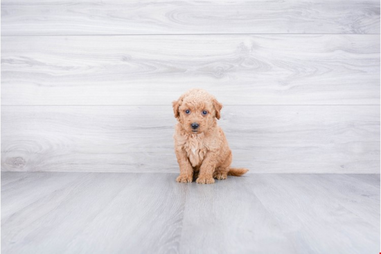 Mini Goldendoodle Puppy for Adoption