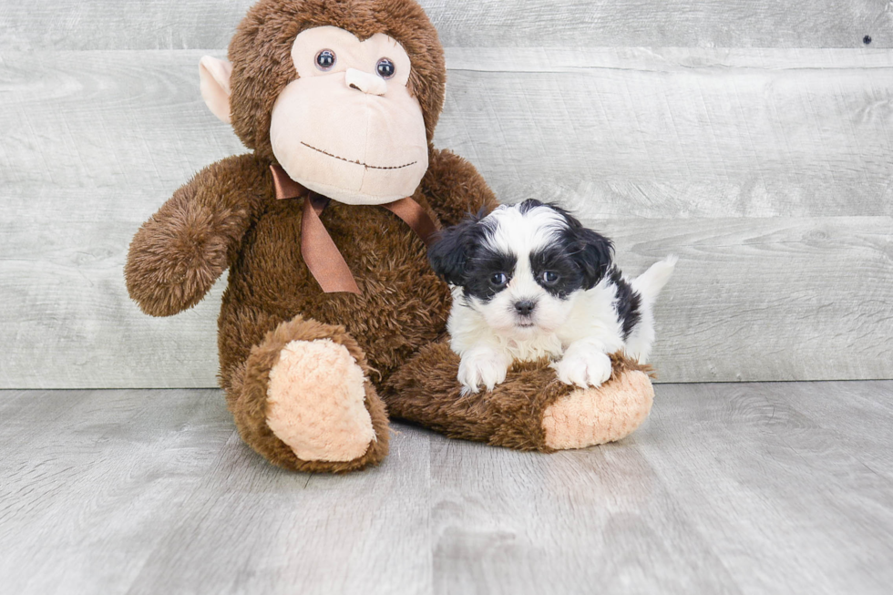 Best Teddy Bear Baby
