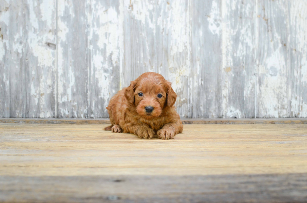 Mini Goldendoodle Pup Being Cute