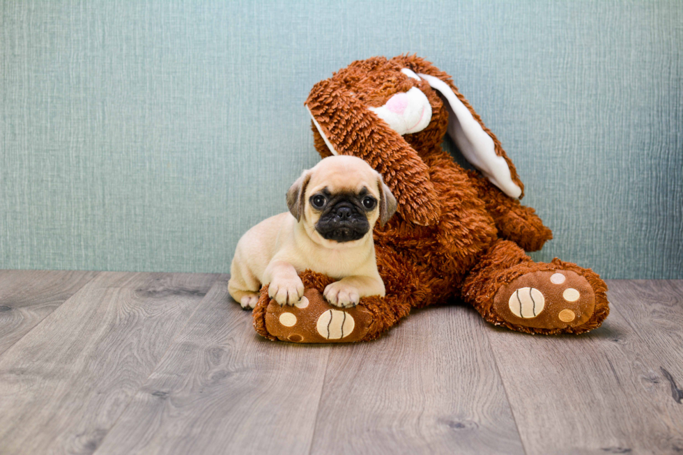 Pug Puppy for Adoption