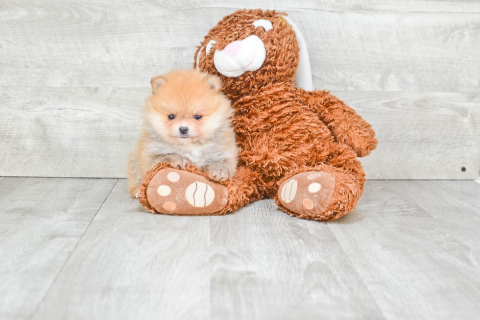 Akc Registered Pomeranian Purebred Pup