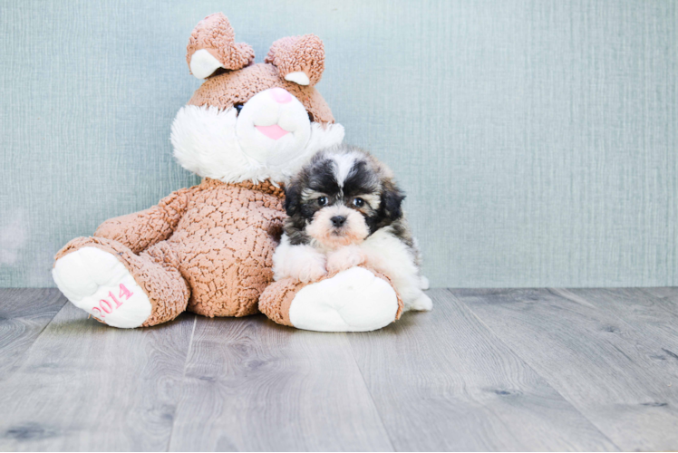 Petite Teddy Bear Designer Pup