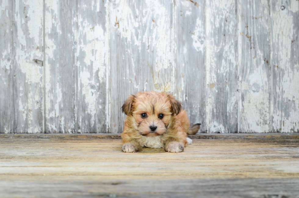 Petite Morkie Designer Pup