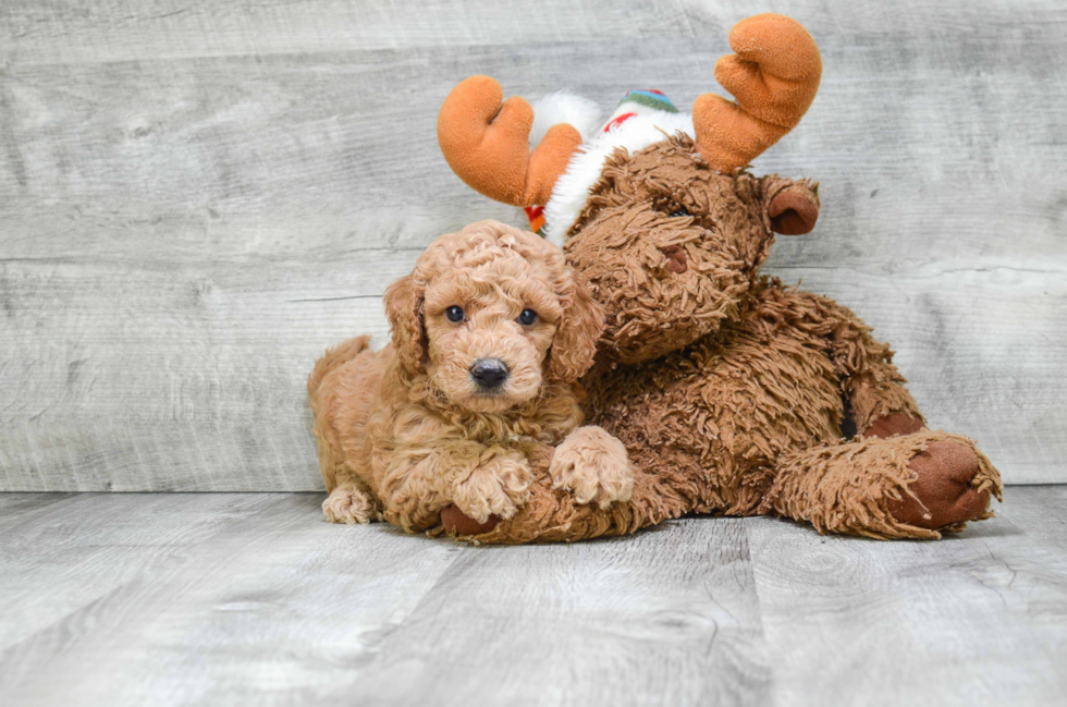 Best Mini Goldendoodle Baby