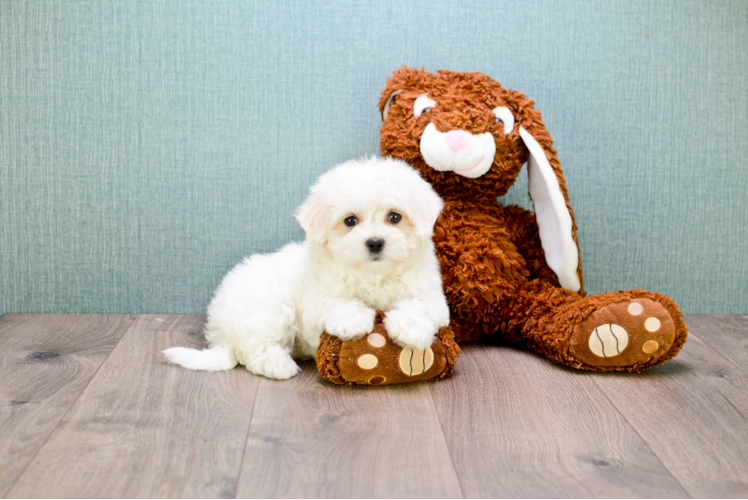 Cute Maltipoo Baby