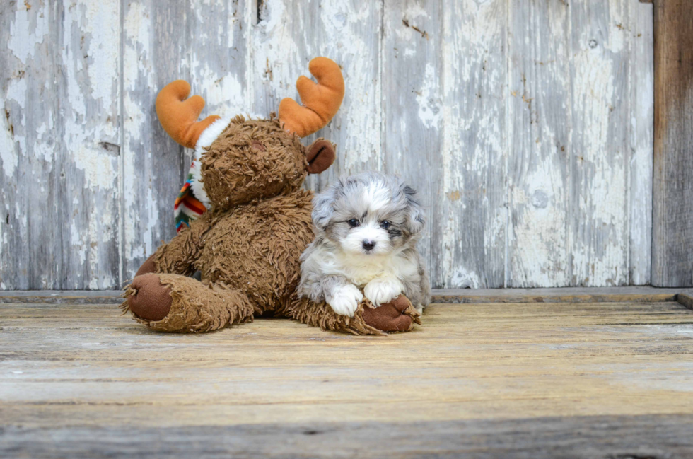 Friendly Mini Aussiedoodle Baby