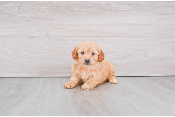 Hypoallergenic Golden Retriever Poodle Mix Puppy