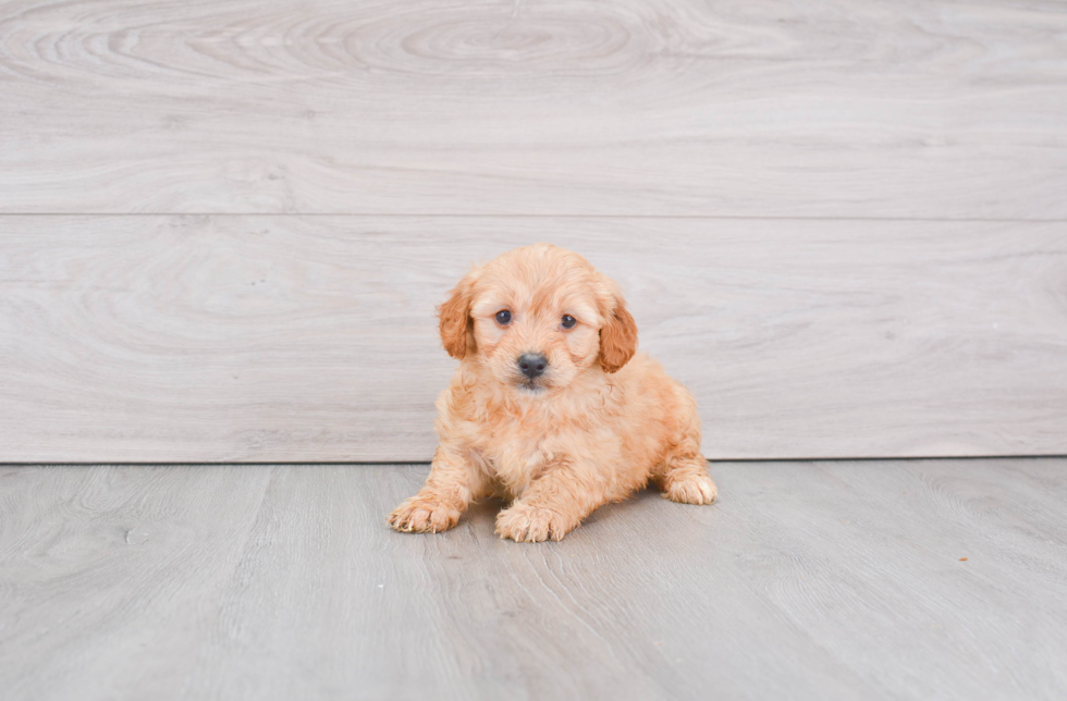 Hypoallergenic Golden Retriever Poodle Mix Puppy