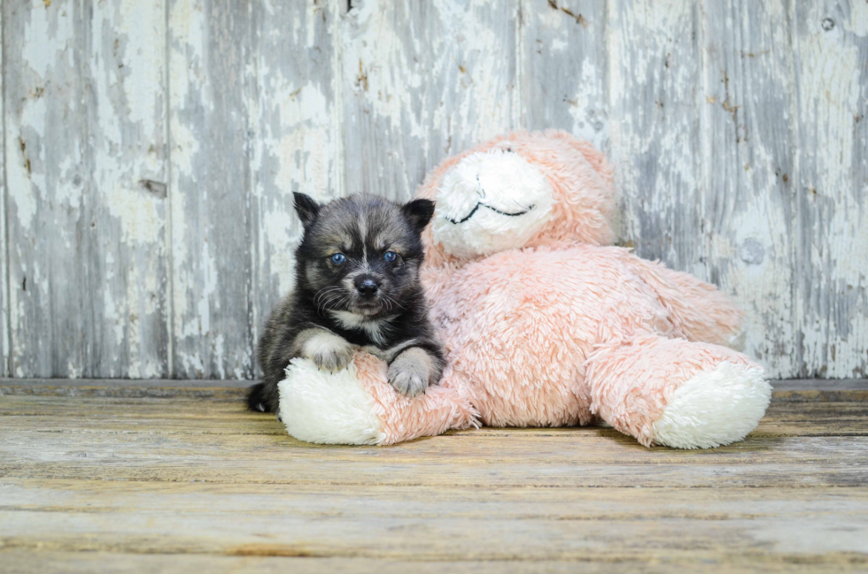 Pomsky Pup Being Cute