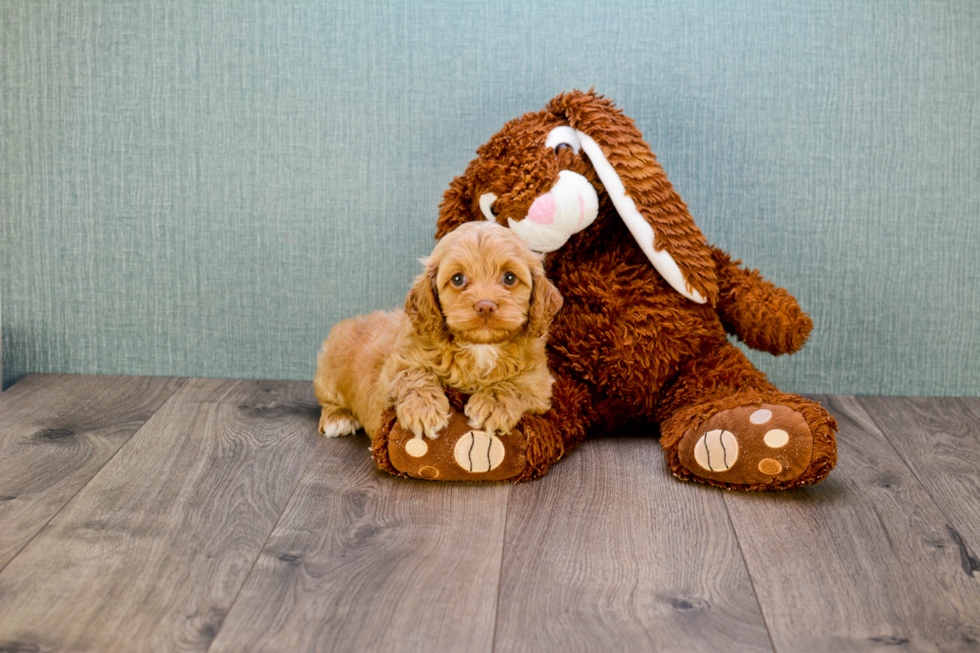 Adorable Cavoodle Poodle Mix Puppy