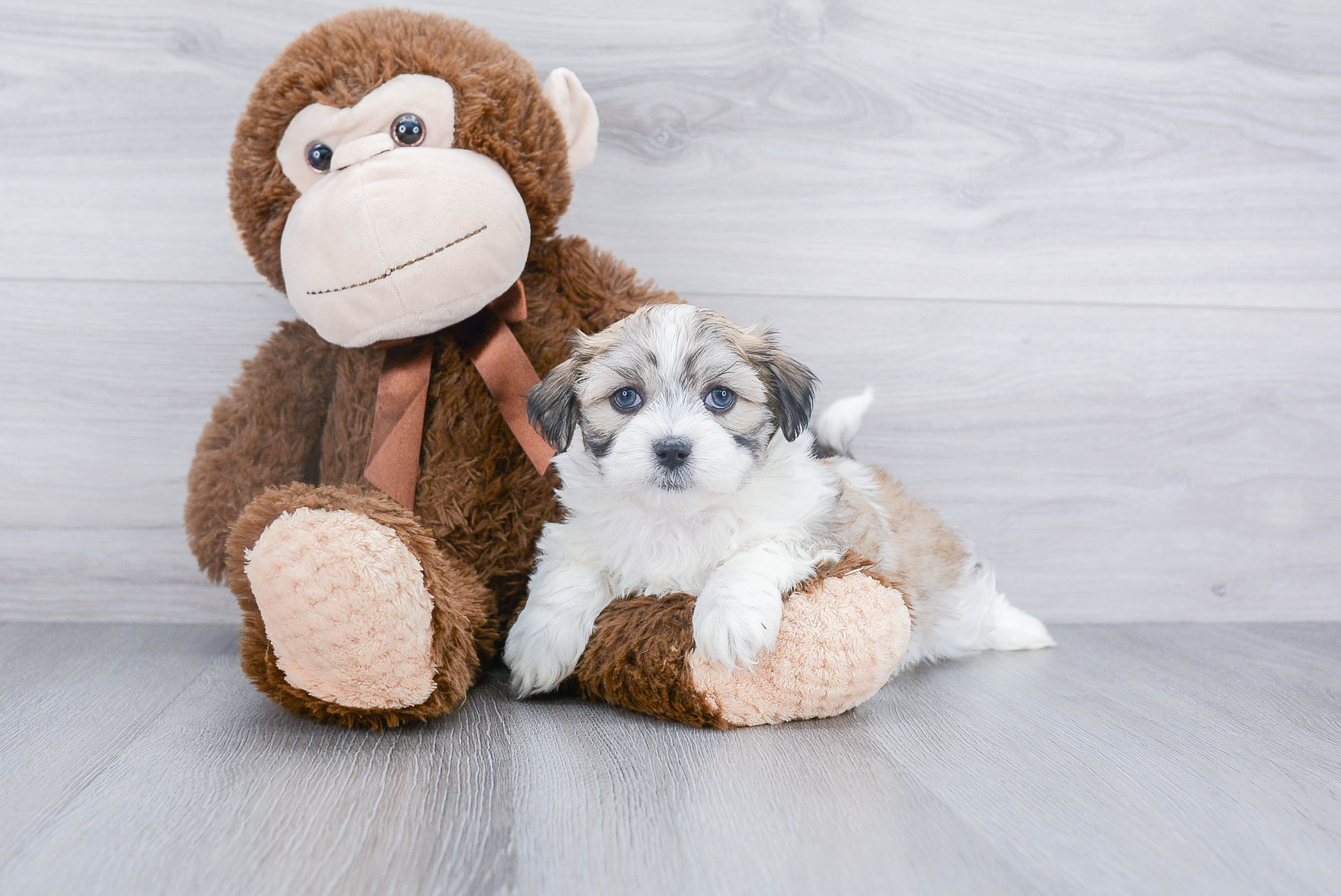 Teddy Bear Puppy for Adoption