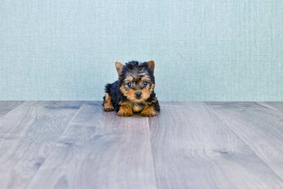 Meet Nugget - our Yorkshire Terrier Puppy Photo 