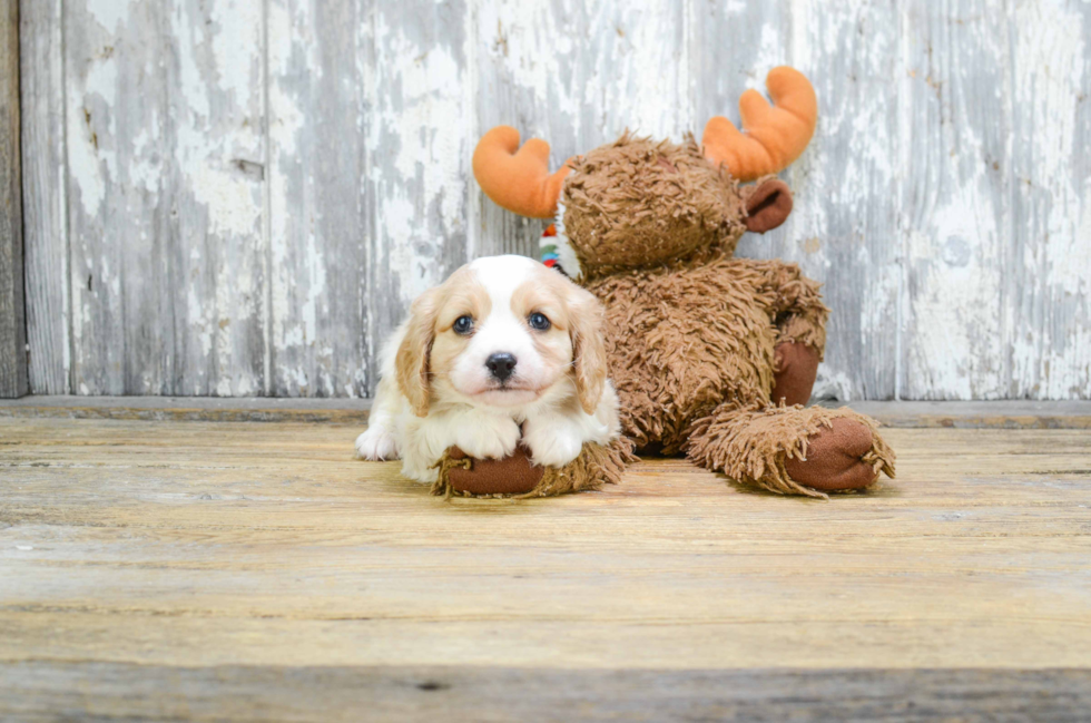 Happy Cavalier King Charles Spaniel Purebred Puppy