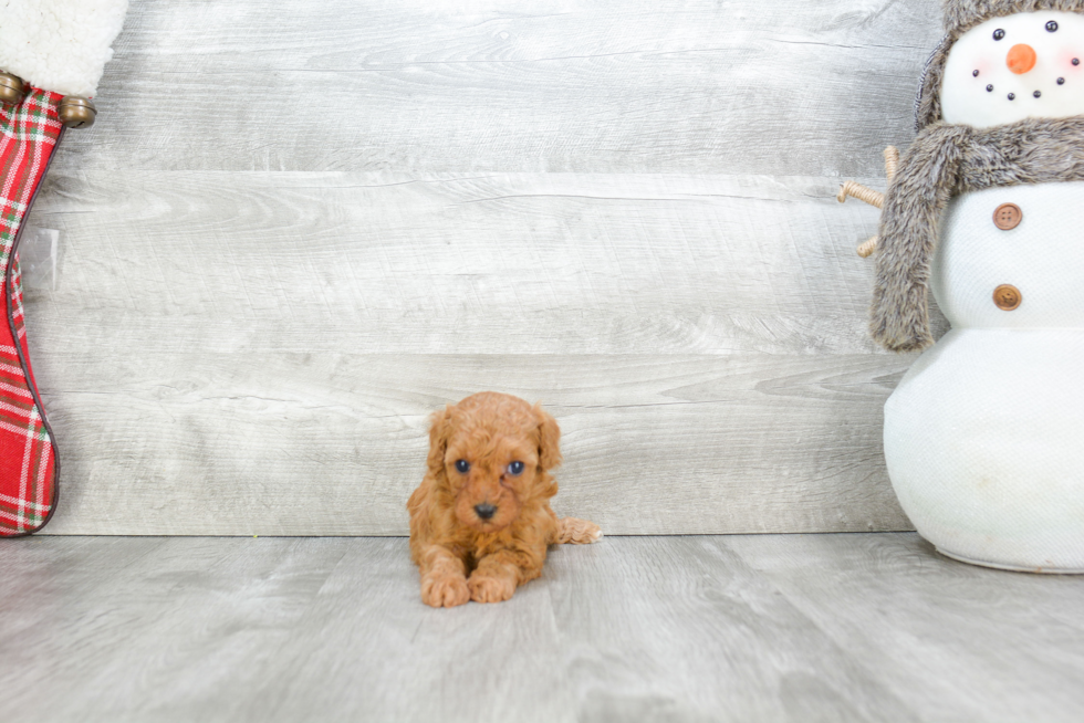 Happy Pudle Purebred Puppy