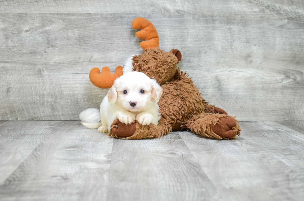 Cavachon Pup Being Cute