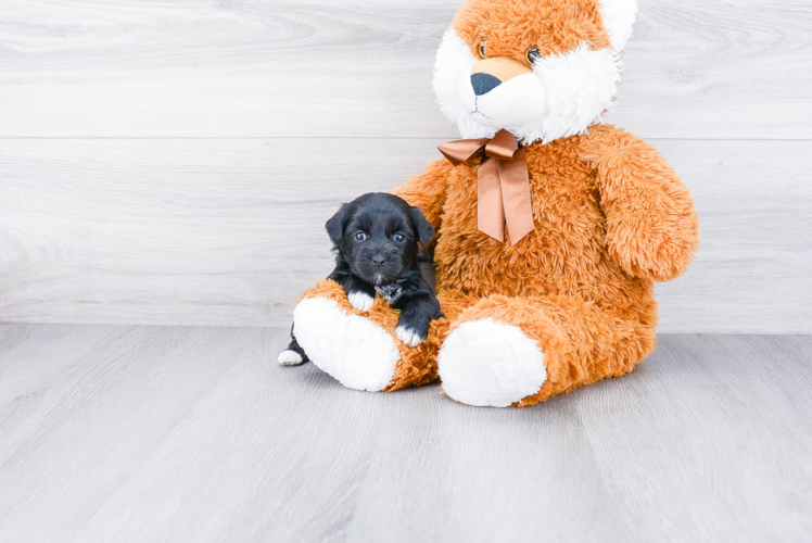 Energetic Yorkie Doodle Poodle Mix Puppy