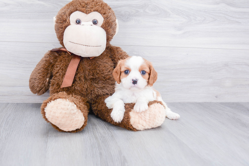 Little Cavalier King Charles Spaniel Purebred Pup