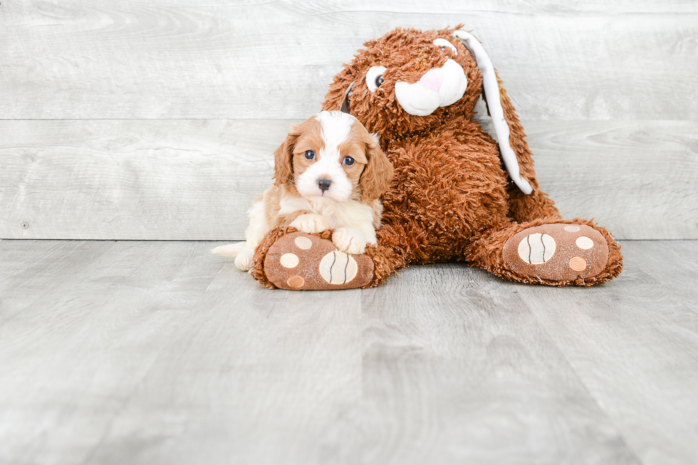 Cavapoo Pup Being Cute